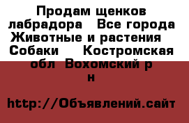 Продам щенков лабрадора - Все города Животные и растения » Собаки   . Костромская обл.,Вохомский р-н